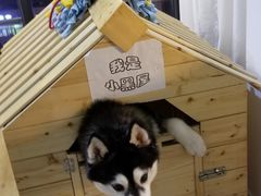 -Husky Go! 哈士奇体验馆·宠物咖啡厅狗咖