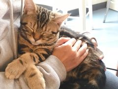 -猫色咖啡·猫咖