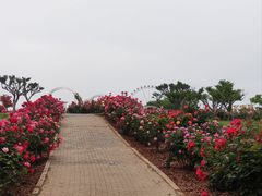-石家庄市植物园
