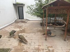 -深圳野生动物园