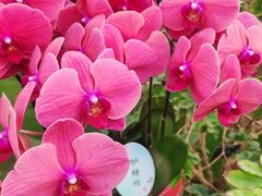 -鼎膳常火锅(华阳店)