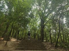 -紫金山山顶公园