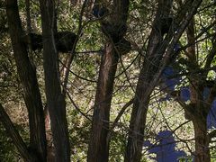 -长白岛森林公园