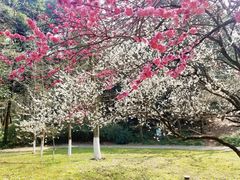 -杭州植物园