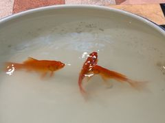 -湖畔居茶楼(湖滨店)