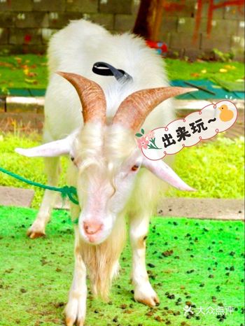 带磨坊的特色农场, 让宝贝开心过夏天