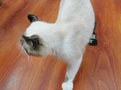 -猫小院猫主题咖啡厅(北锣店)