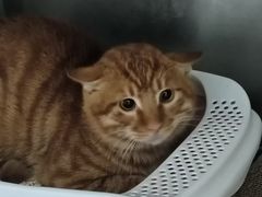 -萌兽医馆·宠物医院·猫骨科(创景店)