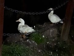 -蜜雪冰城(国权路地铁口店)