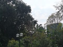 -九龙公园