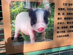 -大明幻境第一城