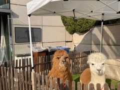 -上海佘山世茂艾美酒店