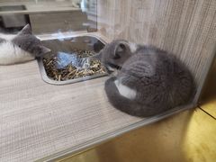 -飞行喵MR PILOT|猫舍·猫咖(静安大融城店)