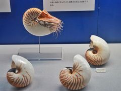 -大阪市立自然史博物馆