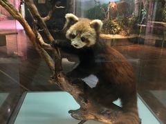 -陕西自然博物馆