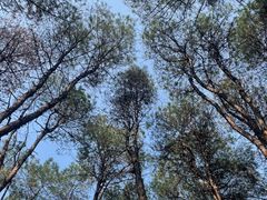 -铁山坪森林公园