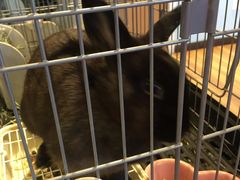 -藦茜花园宠物主题亲子互动体验馆(国顺东路店)