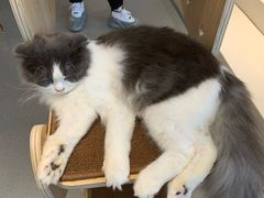 -飞行喵MR PILOT|猫舍·猫咖(静安大融城店)