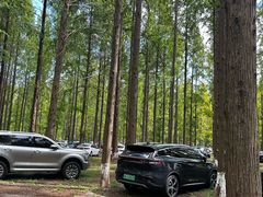 -黄海国家森林公园