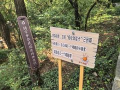 -抱犊崮国家森林公园