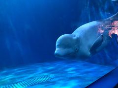 -多彩贵州城极地海洋世界