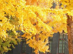 -四川大学(望江校区)