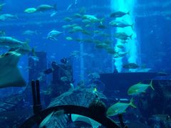 -迪拜水族馆及水下动物园