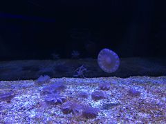 -暹罗海洋世界