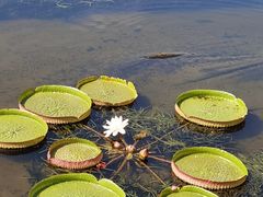 -荷塘月色湿地公园·向阳花洲