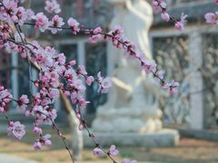 -桃花堤公园