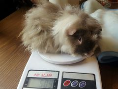 -藦茜花园宠物主题亲子互动体验馆(国顺东路店)