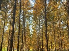 -渡海小渔村.老辈日照菜
