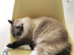 -怪兽屋·羊驼·猫咖·狗咖(俊华广场店)