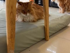 -平行世界·猫咖(首经贸店)