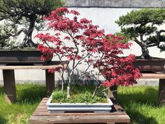 -扬州大运河文化旅游度假区·盆景园