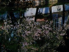 -棠湖公园