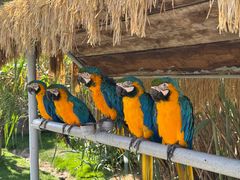 -西霞口神雕山野生动物世界