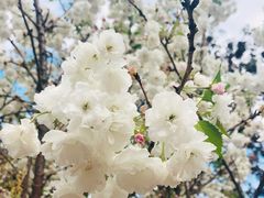 -天适樱花悠乐园