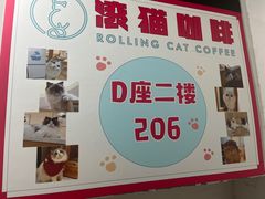 -滚猫咖啡·猫咖·猫友好撸猫(未来城店)