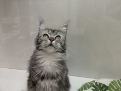 -青奢宠物·青奢猫舍