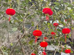 -上海佘山国家森林公园西佘山园