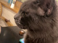 -猫小院猫主题咖啡厅(北锣店)