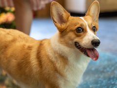 -百好乐宠物友好餐厅(朝外大街店)