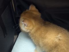 -瑞派康怡24h宠物医院·犬猫医疗中心·微创绝育(瑞景分院)