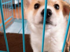 -翊宠yipet猫狗购宠庄园犬舍•猫舍