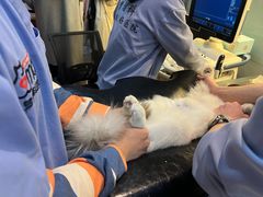 -御宝贝·A梦猫科宠物医院(国际猫友好医院)