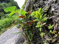 -苍山感通索道
