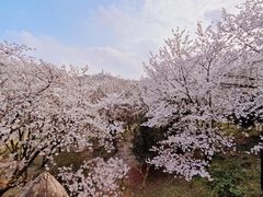 -苏州上方山国家森林公园