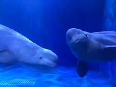 -多彩贵州城极地海洋世界