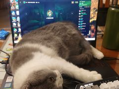 -猫大福·Fortune Cat猫舍(百子湾店)